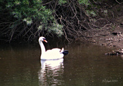 9th Jun 2013 - Swan on the Severn