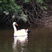Swan on the Severn by beryl