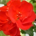 Red Geranium. by snowy