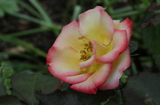 6th Jun 2013 - Perfect Rose