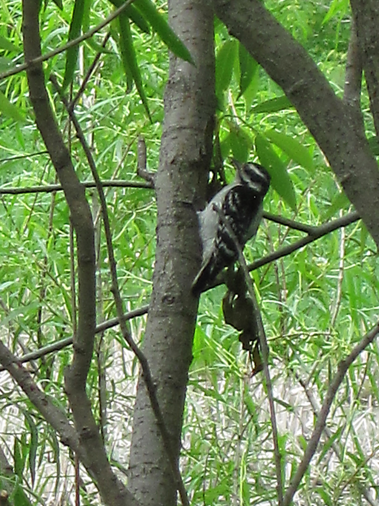 Woodpecker by dakotakid35