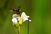 8th Jun 2013 - Flies Having Fun