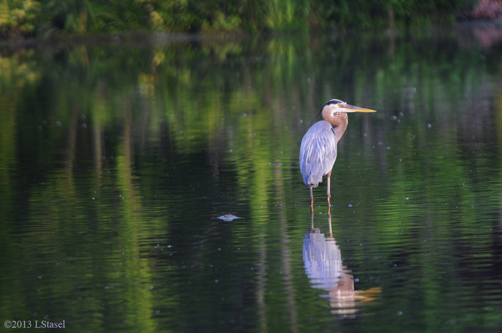 Great Blue Heron by lstasel
