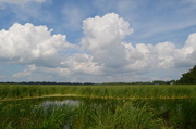 8th Jun 2013 - Clouds and marsh, Magnolia Gardens, Charleston, SC
