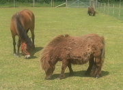 9th Jun 2013 - Ponies