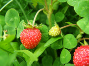 9th Jun 2013 - Yummy strawberry