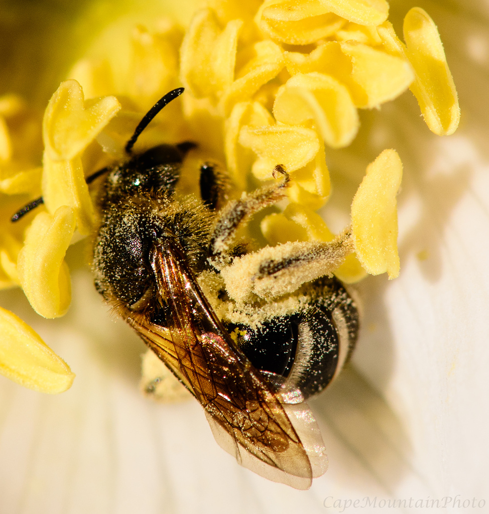 Bee Macro  by jgpittenger