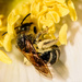 Bee Macro  by jgpittenger