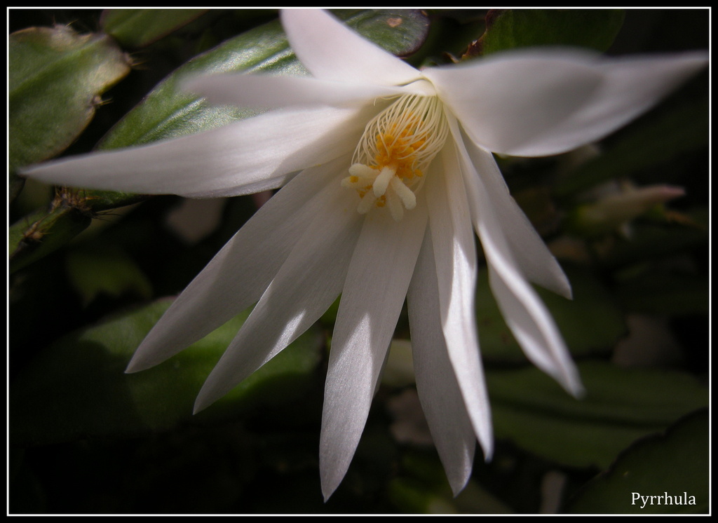 One flower,  of the Hatiora gaertneri cactus by pyrrhula