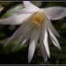One flower,  of the Hatiora gaertneri cactus by pyrrhula