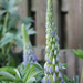 Lupin (Lupinus) by leonbuys83