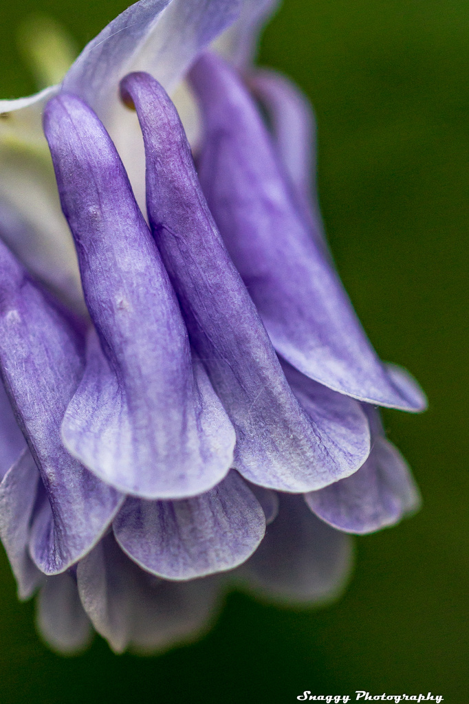 Day158 - Aquilegia by snaggy