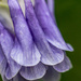 Day158 - Aquilegia by snaggy