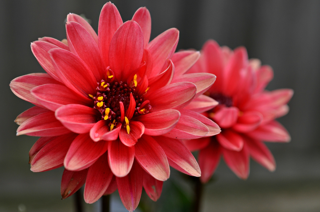 Dahlia by andycoleborn