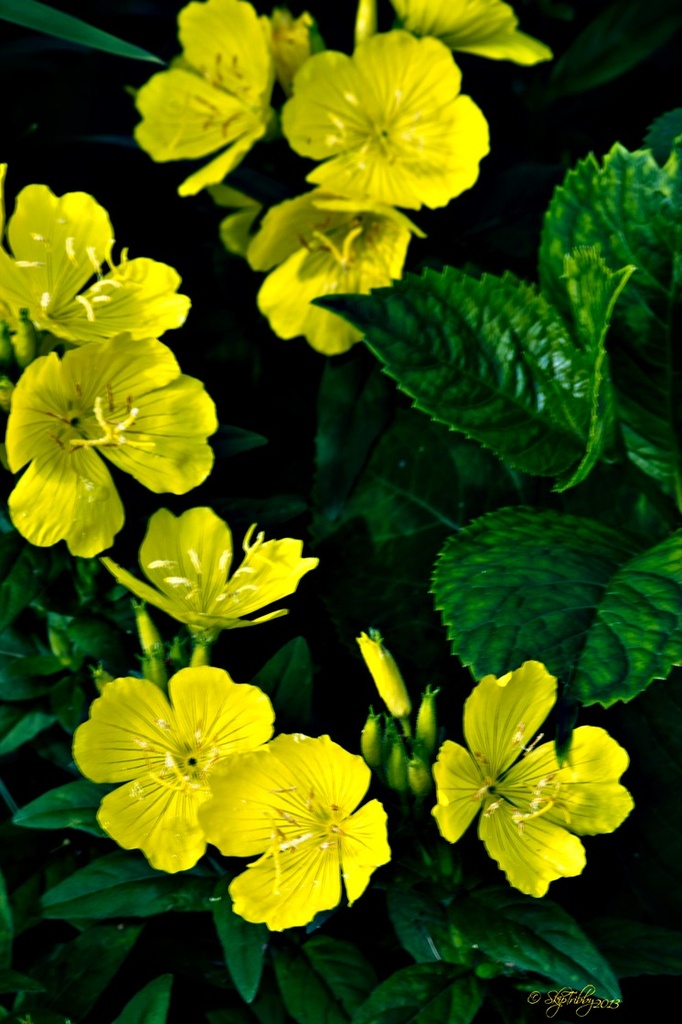 Yellow Evening Primrose by skipt07