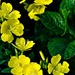 Yellow Evening Primrose by skipt07