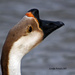 Chinese Goose Up Close by grannysue