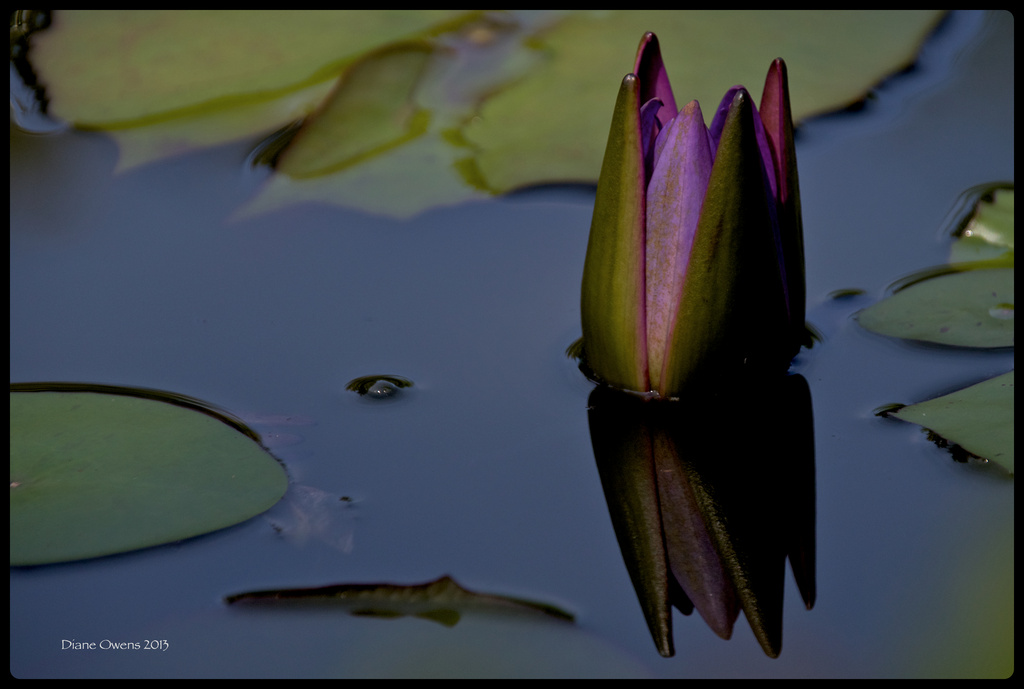 She saw the water-lily bloom by eudora