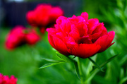 8th Jun 2013 - mom's peonies