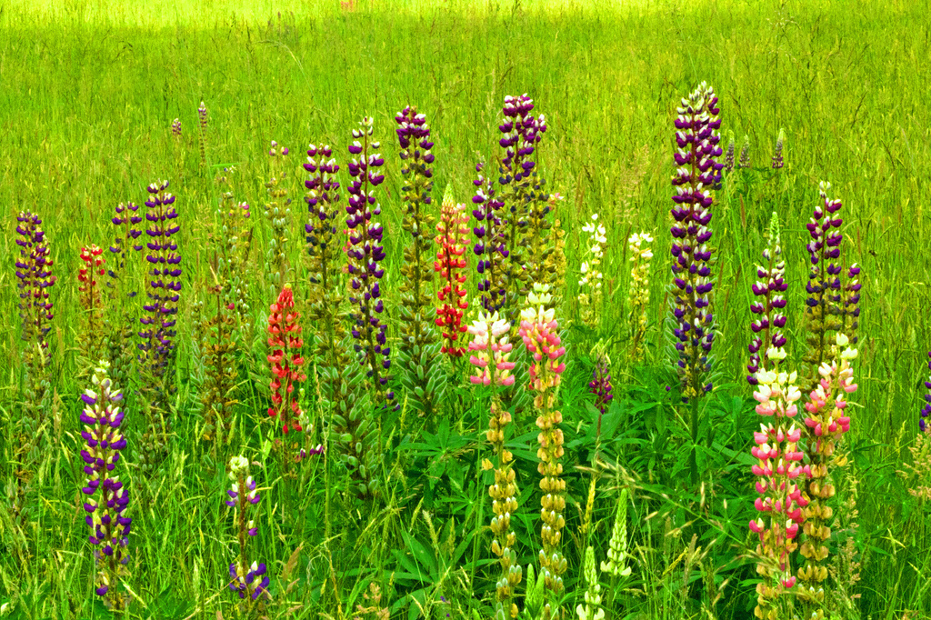 Wild Lupine by nanderson