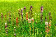 10th Jun 2013 - Wild Lupine