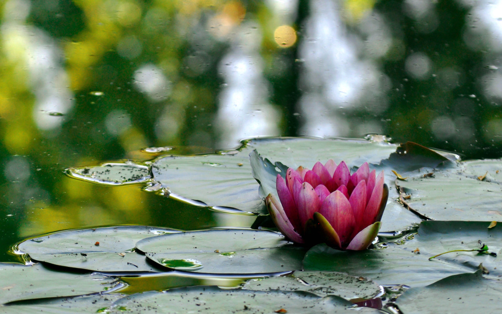 Water Lily by pflaume
