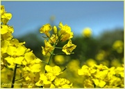 10th Jun 2013 - Rape Seed Oil Flowers