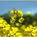 Rape Seed Oil Flowers by carolmw