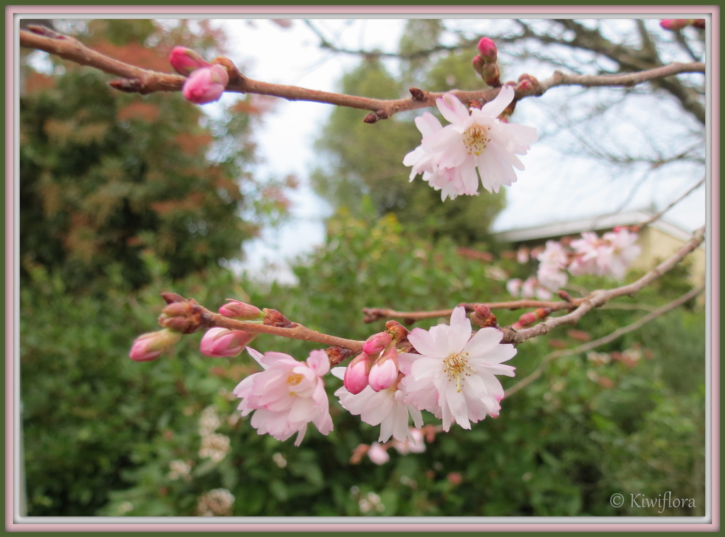 Prunus autumnalis by kiwiflora