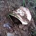 Big mushroom by gabis