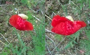 4th Jun 2013 - My day with this poppy