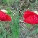 My day with this poppy by gabis