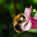 Bumblebee by nicoleterheide