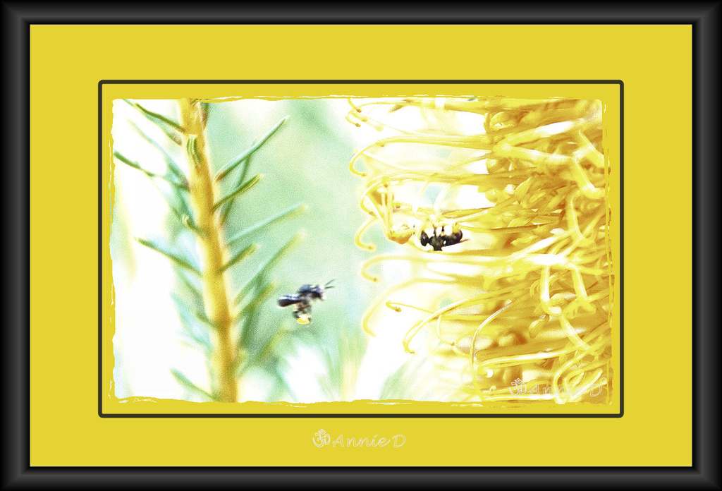  Australian Stingless Bees -1 by annied