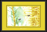10th Jun 2013 -  Australian Stingless Bees -1