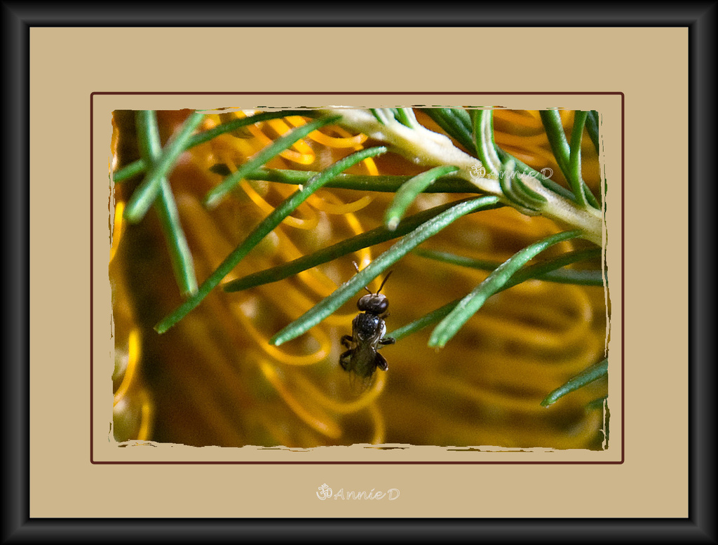 Australian Stingless Bee - 2 by annied