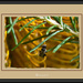 Australian Stingless Bee - 2 by annied