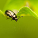 Bug by ragnhildmorland