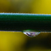 Water Drop Macro 2 by jgpittenger