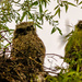 Owlets  by jgpittenger