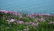 10th Jun 2013 - cliff edge with thrift