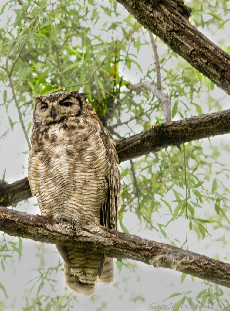 Mother Owl by jgpittenger