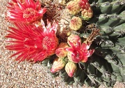 23rd Aug 2010 - Cactus Flower