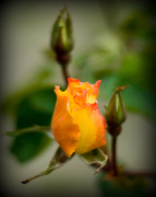 8th Jun 2013 - Every rose...