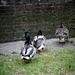 3 Ducks by mattjcuk