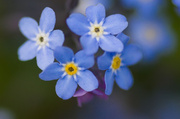 20th May 2013 - Forget-Me-Not