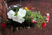 8th Jun 2013 - My Hanging Baskets are Hanging 