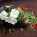 My Hanging Baskets are Hanging  by phil_howcroft
