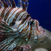 Lion Fish by harveyzone