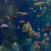 Aquarium by harveyzone